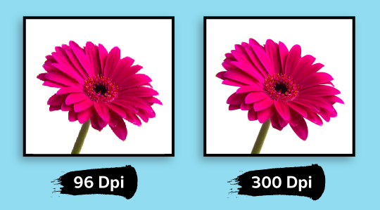So sánh có độ phân giải DPI của 2 bông hoa